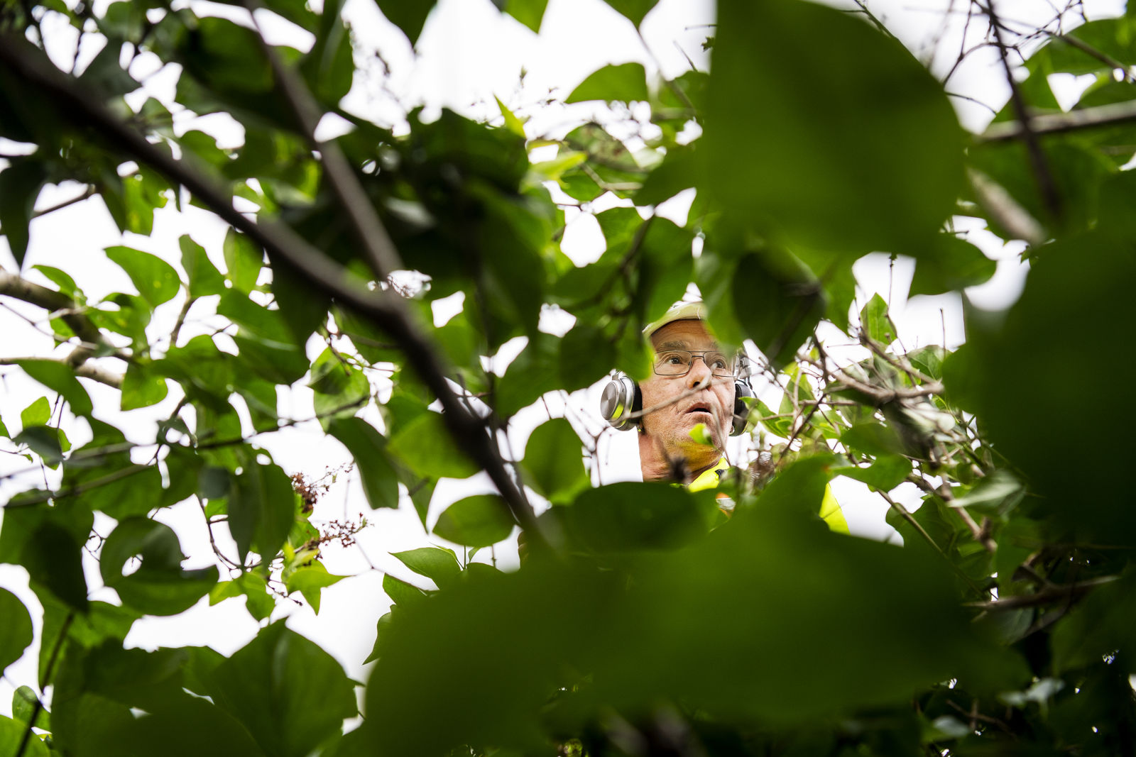 En Samhallsanställd syns mellan grenarna på ett träd.